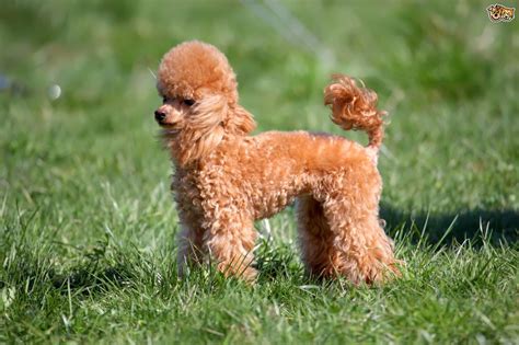 minipuddel|Miniature Poodle Dog Breed & Adoption Information 